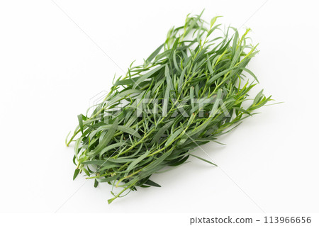 French tarragon on a white background 113966656