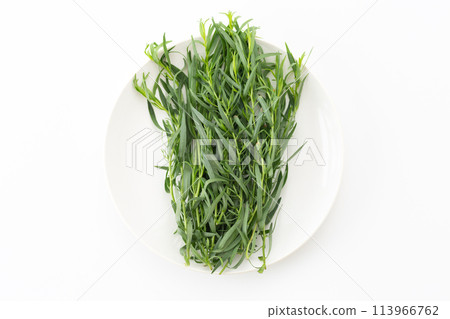 French tarragon on a white background 113966762