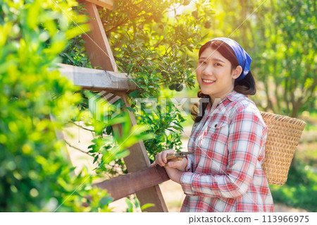 happy women in orange farm. countryside asian female working in organic agriculture farming orange fruit tree. happy women in orange farm. countryside asian female working in organic agriculture farming orange fruit tree. 113966975