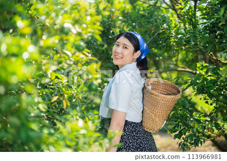 happy women in orange farm. countryside asian female working in organic agriculture farming orange fruit tree. 113966981