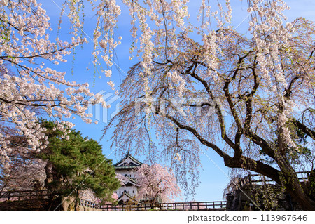 A refreshing morning with cherry blossoms in full bloom at Hirosaki Castle, castle tower, Aomori Prefecture 113967646