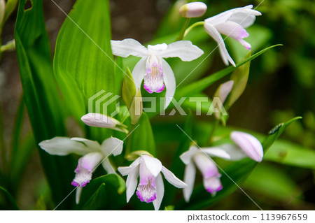 Pink-edged lily of the valley 113967659