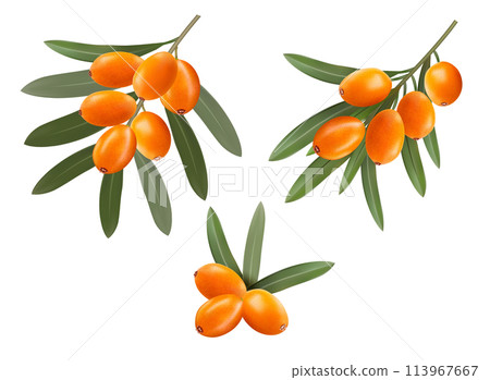 Sea buckthorn branches with orange berries and green leaves. vector illustration Sea buckthorn branches with orange berries and green leaves. vector illustration 113967667