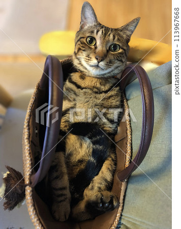 袋子裡的貓 113967668