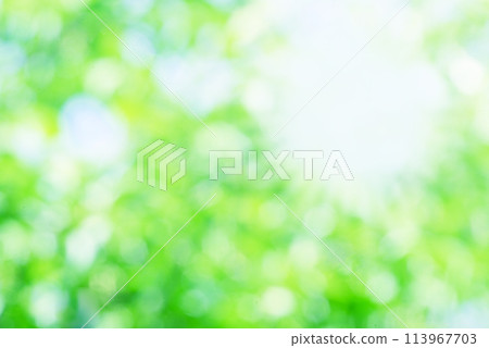 Fresh green sunbeams Fresh green sunbeams 113967703