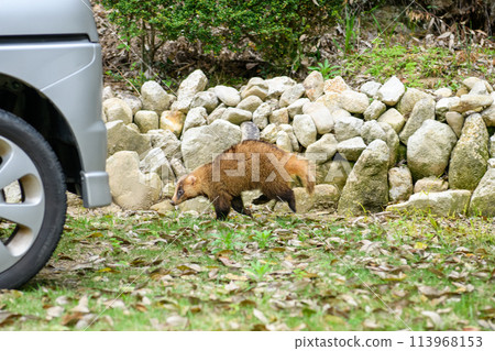A Japanese badger crossing a private garden in the daytime A Japanese badger crossing a private garden in the daytime 113968153