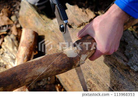 The process of using compound saws in the forest 113968353