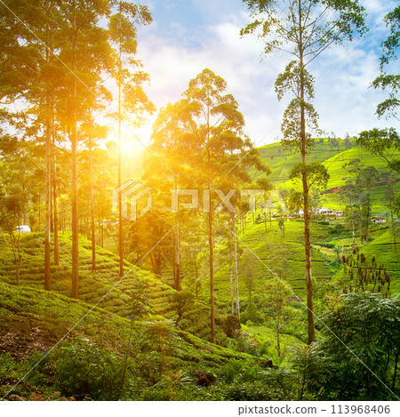 Tea plantation on the slopes of the mountains and a beautiful sun rise. Sri Lanka 113968406