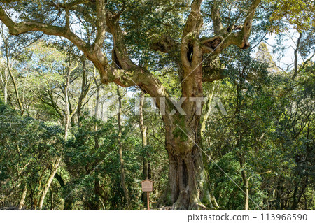Giant yew tree, Kasuga Taisha Shrine, Sagihara Road, Nara Prefecture Giant yew tree, Kasuga Taisha Shrine, Sagihara Road, Nara Prefecture 113968590