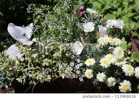 大戟和瑪格麗特種植 113968616