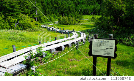 [山標]長野縣、群馬縣、志賀高原、四十八池濕地（2013年） 113968748