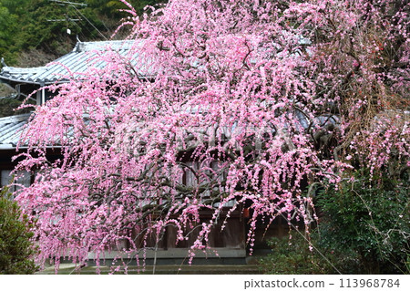 Yagi's weeping plum Yagi's weeping plum 113968784