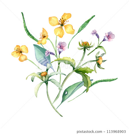 Yellow, blue meadow bunch wild flowers watercolor illustration isolated on white. Celandine and bur marigold in sketch. Medicinal plant, useful flower hand drawn. Design for label, package, postcard 113968903