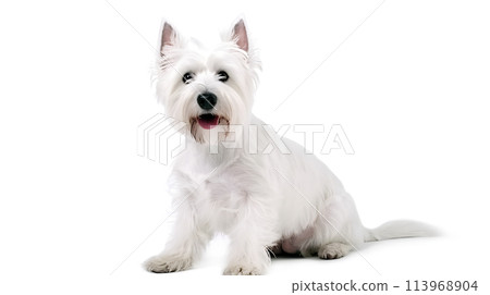 狗（西部高地白梗） 113968904