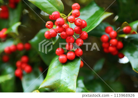 冬青紅果 冬青紅果 113968926