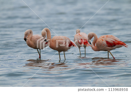 Flamingos flock in a lagoon, La Pampa Province,Patagonia, Argentina. Flamingos flock in a lagoon, La Pampa Province,Patagonia, Argentina. 113968938