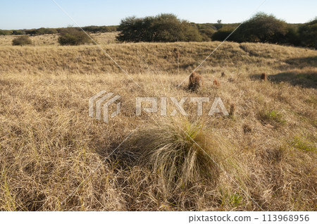 Pampas grass landscape, La Pampa province, Patagonia, Argentina. 113968956