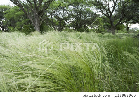 Calden forest landscape, Geoffraea decorticans plants, La Pampa province, Patagonia, Argentina. 113968969
