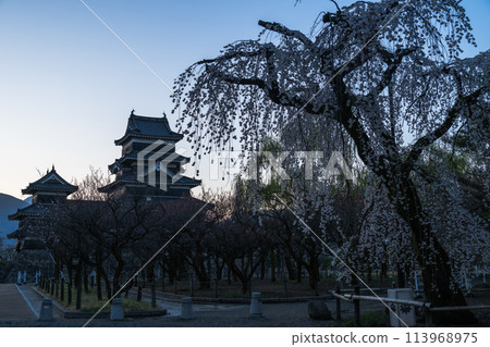 Matsumoto Castle in Spring 113968975