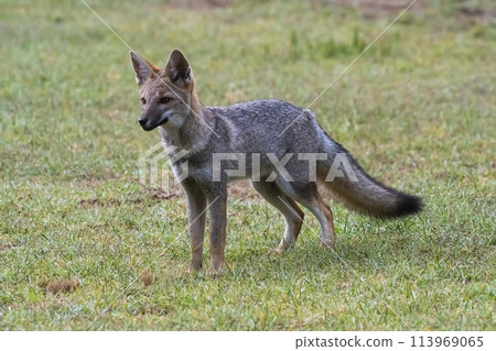 Pampas Grey fox in Pampas grass environment, La Pampa province, Patagonia, Argentina. 113969065