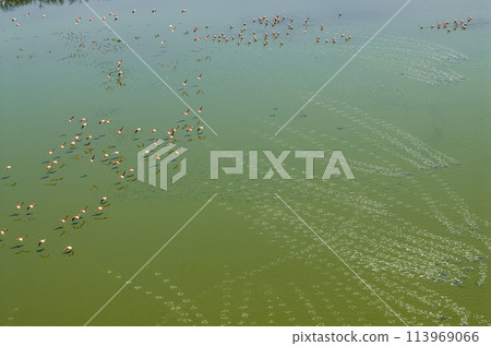 Flamingos flock in a salty lagoon, La Pampa Province,Patagonia, Argentina. Flamingos flock in a salty lagoon, La Pampa Province,Patagonia, Argentina. 113969066