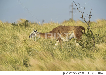Guanaco, Lama Guanicoe, Luro Park, La Pampa Province, La Pampa, Argentina. 113969067