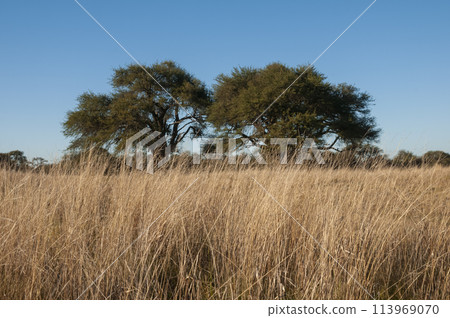 Pampas grass landscape, La Pampa province, Patagonia, Argentina. 113969070