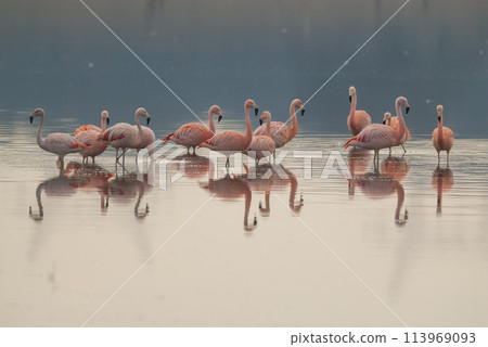 Flamingos flock in a salty lagoon, La Pampa Province,Patagonia, Argentina. 113969093