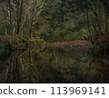 Beautiful reflections on the water's surface, by a pond in the forest 113969141