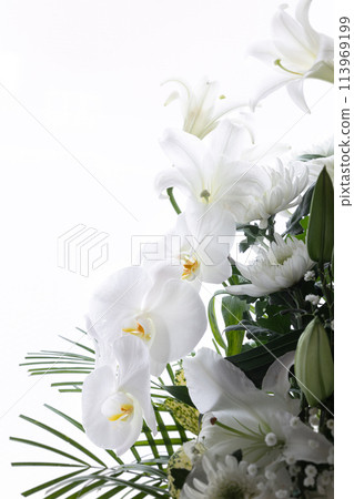 Phalaenopsis arrangement vertical (22) Phalaenopsis arrangement vertical (22) 113969199
