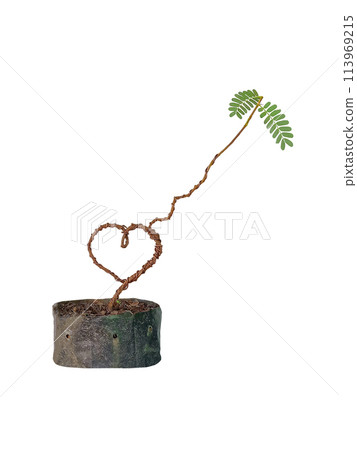 The tamarind tree is bent into the shape of a heart. 113969215