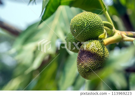 Close up of young breadfruit buds on the tree 113969223