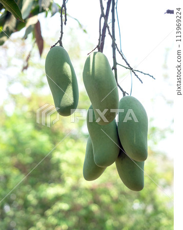 close up of mango on tree,a tropical fruit. 113969224