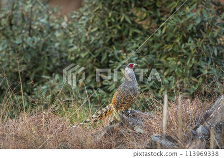cheer pheasant or Catreus wallichii or Wallichs pheasant portrait during winter migration perched on big rock in natural scenic green background in foothills of himalaya forest uttarakhand india asia 113969338