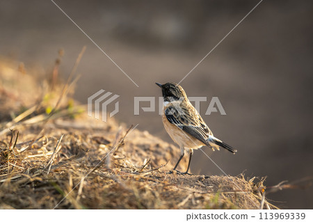 European stonechat or Saxicola rubicola bird closeup or portrait in winter sunlight during safari at forest of central india 113969339