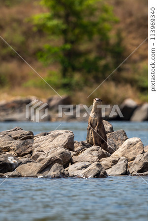 Smooth coated otter or Lutrogale perspicillata standing on two legs curious and active with eye contact on big rocks in middle of river water at forest tiger reserve or national park of india asia 113969340