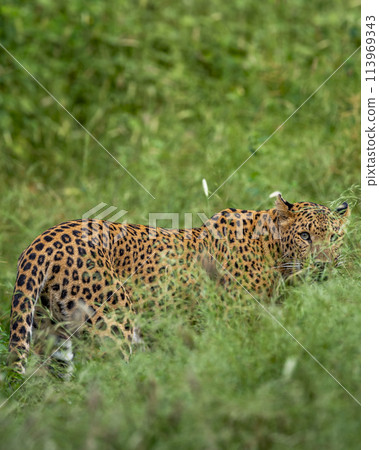 indian wild shy female leopard or panther or panthera pardus head turn with eye contact camouflage face in long grass in monsoon green season at jhalana leopard reserve forest jaipur rajasthan india indian wild shy female leopard or panther or panthera pardus head turn with eye contact camouflage face in long grass in monsoon green season at jhalana leopard reserve forest jaipur rajasthan india 113969343