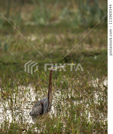 purple heron or ardea purpurea fine art closeup during winter migration in shallow water or wetland of keoladeo national park or bharatpur bird sanctuary rajasthan india asia 113969344