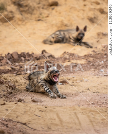 Wild Striped hyena or hyaena hyaena family or pair in action with angry expression during outdoor jungle safari in ranthambore national park forest tiger reserve rajasthan india asia Wild Striped hyena or hyaena hyaena family or pair in action with angry expression during outdoor jungle safari in ranthambore national park forest tiger reserve rajasthan india asia 113969346