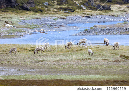Reindeers in natural environment, the North of Norway, Nordkapp. Beautiful nature of Norway. Reindeers in natural environment, the North of Norway, Nordkapp. Beautiful nature of Norway. 113969539