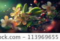 Flowering branch of apple cherry blossoms 113969655