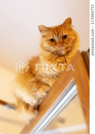 red ginger cat looking from top of opened window red ginger cat looking from top of opened window 113969752