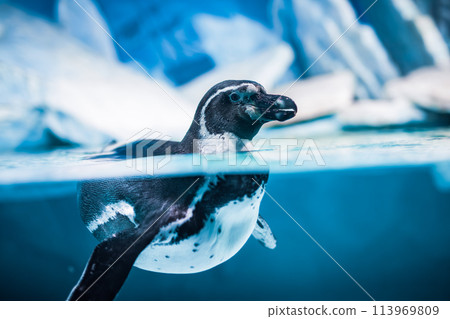 Humboldt Penguin (Spheniscus humboldti) 113969809