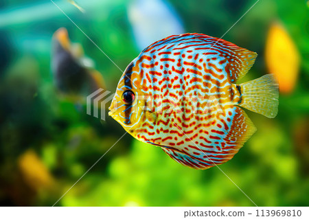 Symphysodon discus in an aquarium on a green background 113969810