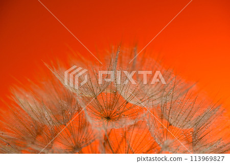 Macro nature. Beautiful dew drops on dandelion seed macro. Beautiful soft sunset background. Macro nature. Beautiful dew drops on dandelion seed macro. Beautiful soft sunset background. 113969827