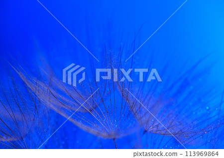 Water drops on a parachutes dandelion on a beautiful blue.8 Water drops on a parachutes dandelion on a beautiful blue.8 113969864
