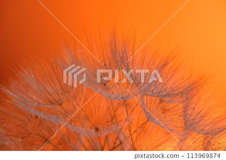 Water drops on a dandelion seeds at sunset. Morning dew closeup. 1 Water drops on a dandelion seeds at sunset. Morning dew closeup. 1 113969874