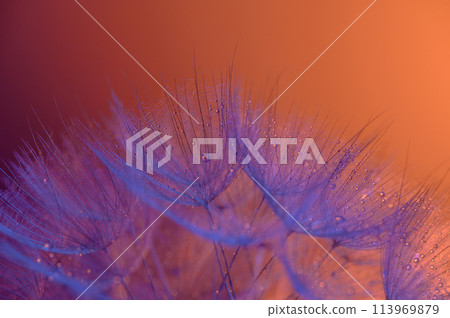 Water drops on a dandelion seeds at sunset. Morning dew closeup. 113969879