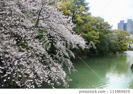 Sunpu Castle, West Gate Cherry Blossoms, Sunpu Castle Park (Shizuoka City, Shizuoka Prefecture) 113969929