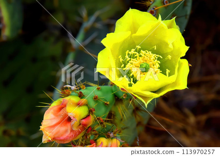Prickly Pear Cactus Blossom Macro 113970257
